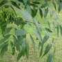 Gewone es (Fraxinus excelsior) nootvruchten